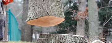 Best Storm Damage Tree Cleanup  in Glens Falls North, NY