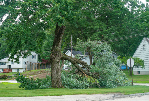 Best Firewood Processing and Delivery  in Glens Falls North, NY