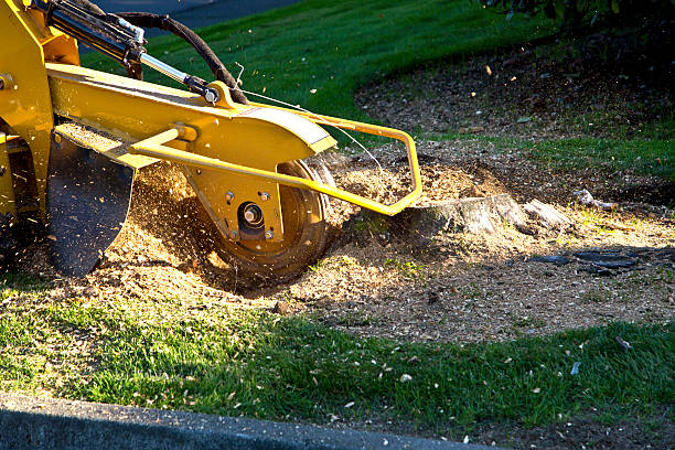 Best Stump Grinding and Removal  in Glens Falls North, NY