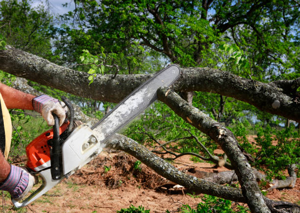 Best Commercial Tree Services  in Glens Falls North, NY